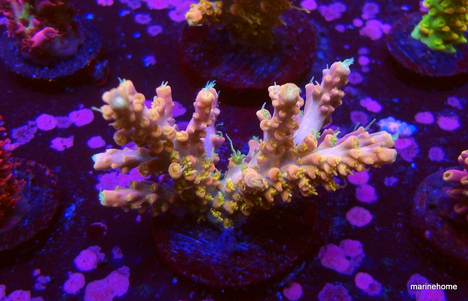 KODAK Digital Still Camera