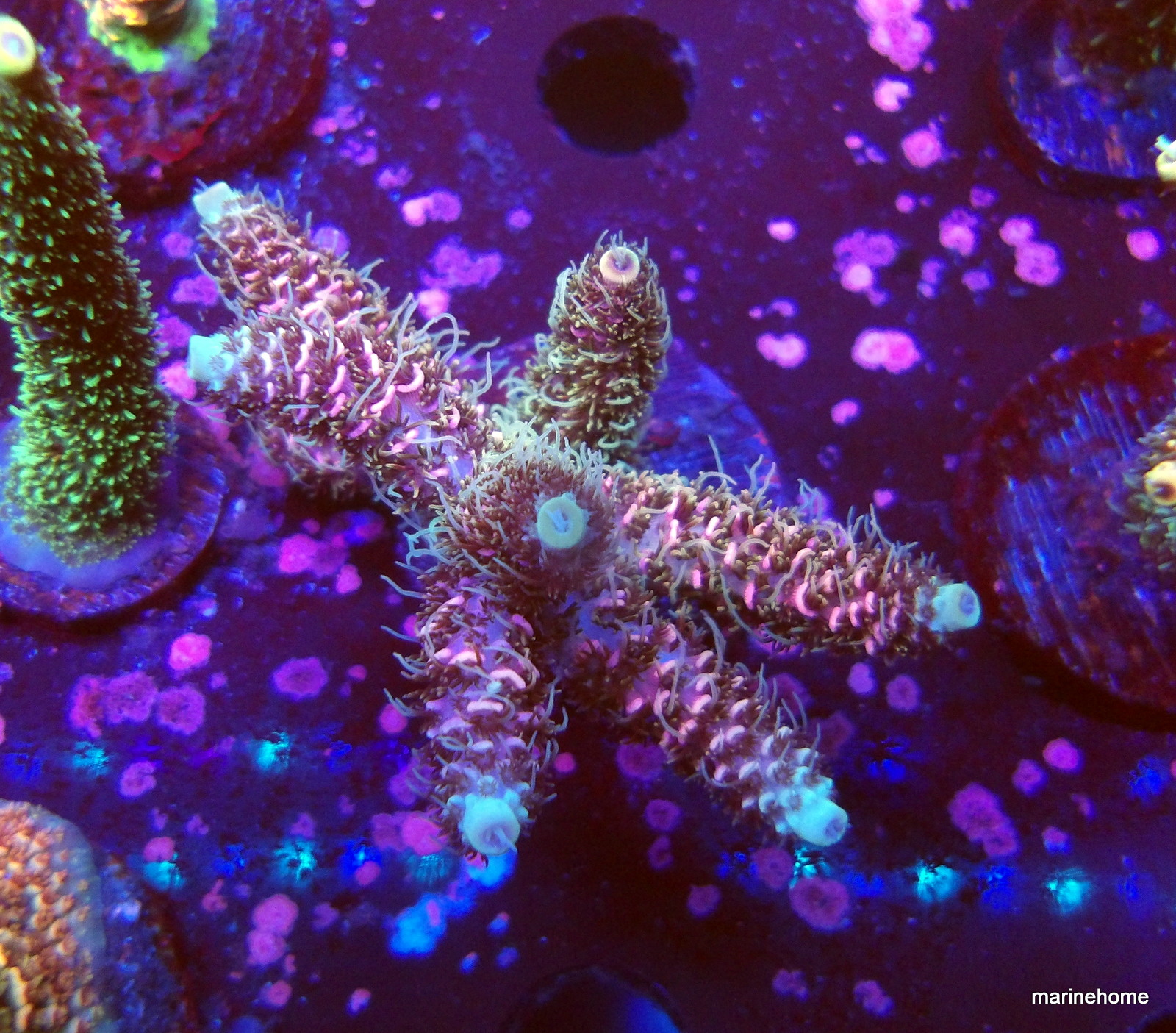 KODAK Digital Still Camera