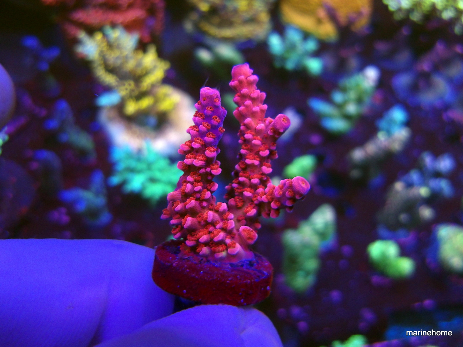 KODAK Digital Still Camera