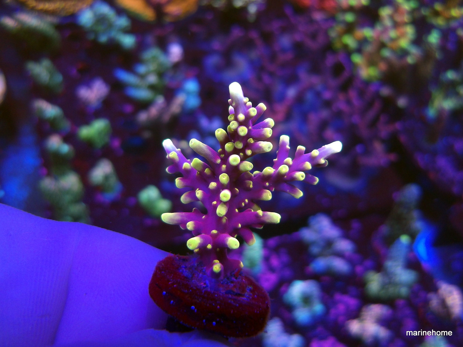 KODAK Digital Still Camera