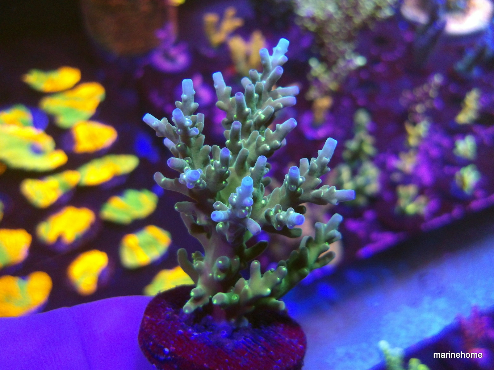 KODAK Digital Still Camera