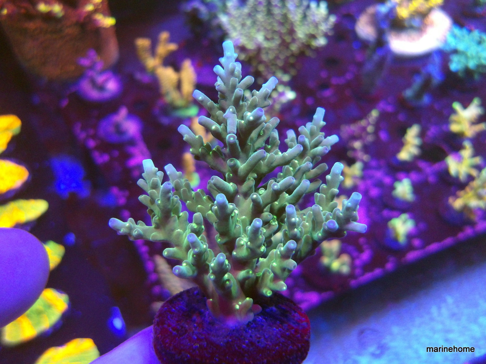 KODAK Digital Still Camera