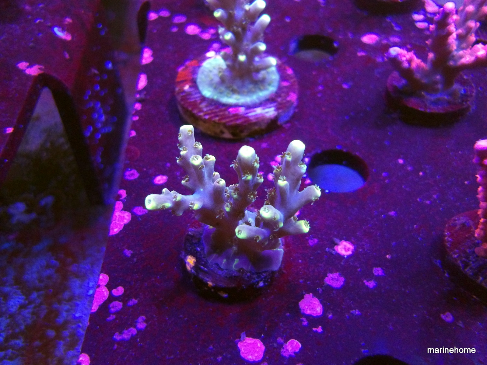 KODAK Digital Still Camera