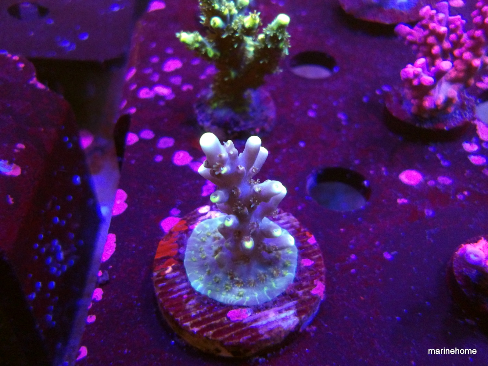 KODAK Digital Still Camera