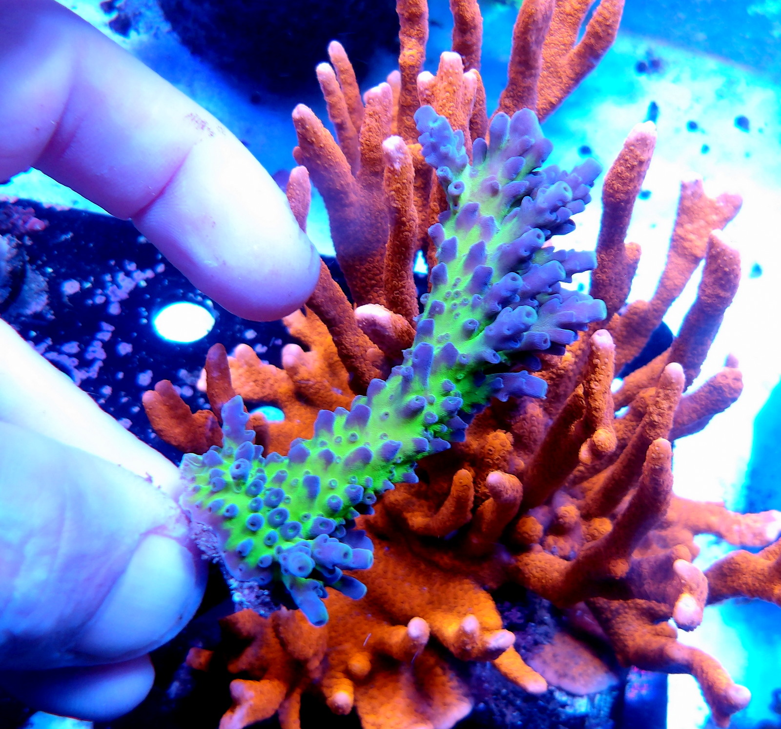 KODAK Digital Still Camera