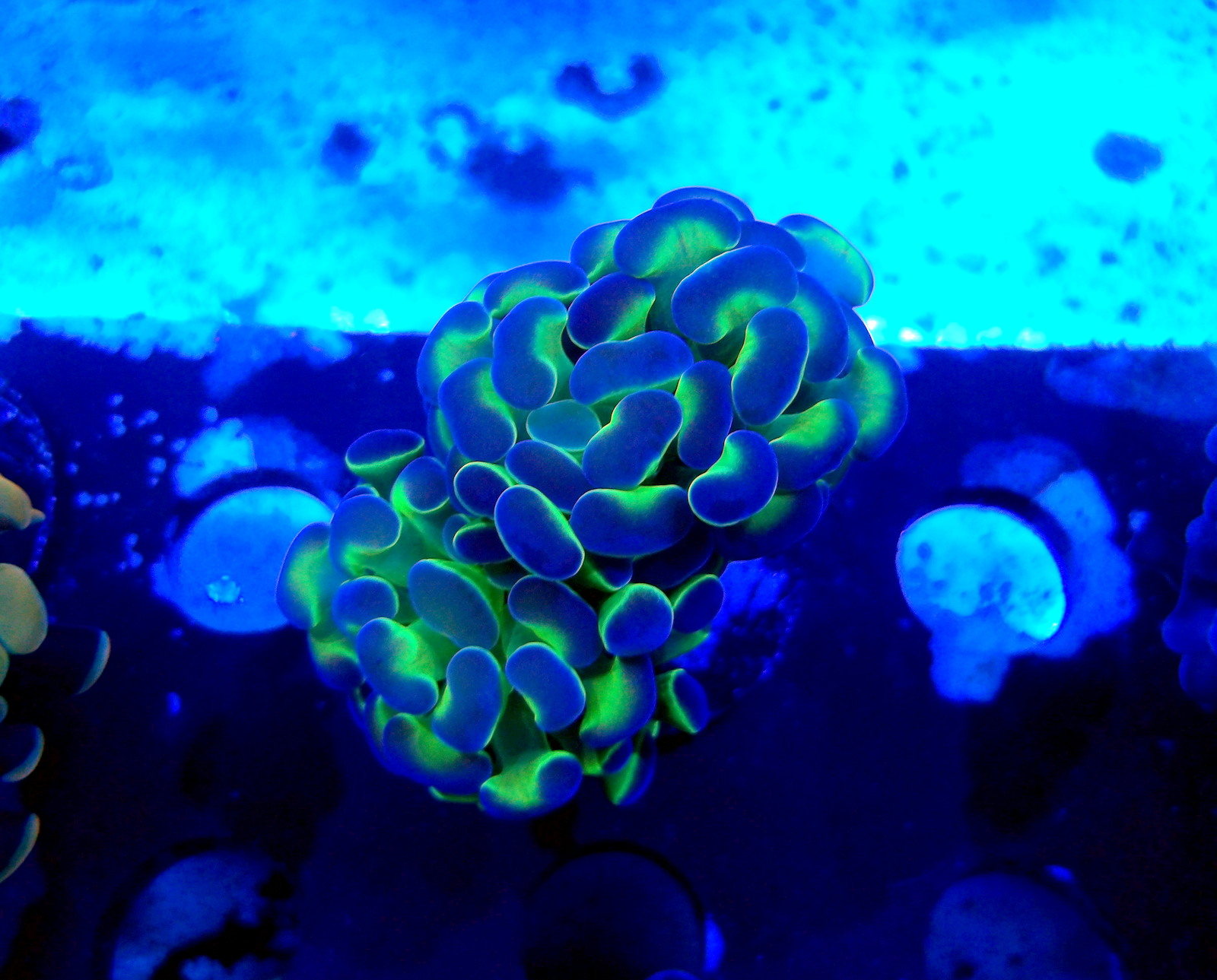 KODAK Digital Still Camera