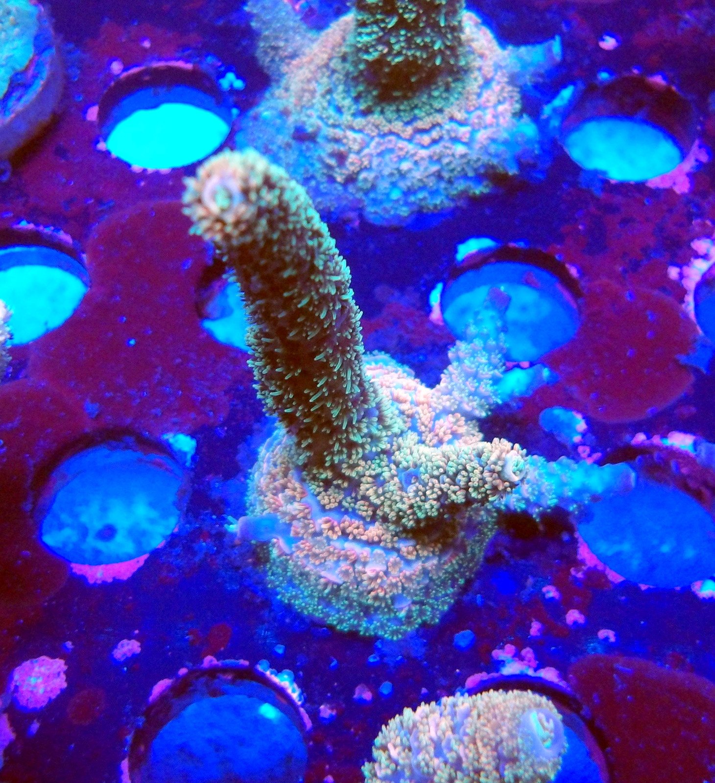 KODAK Digital Still Camera
